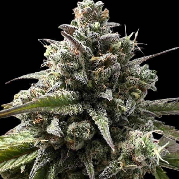 Med. Cannabis