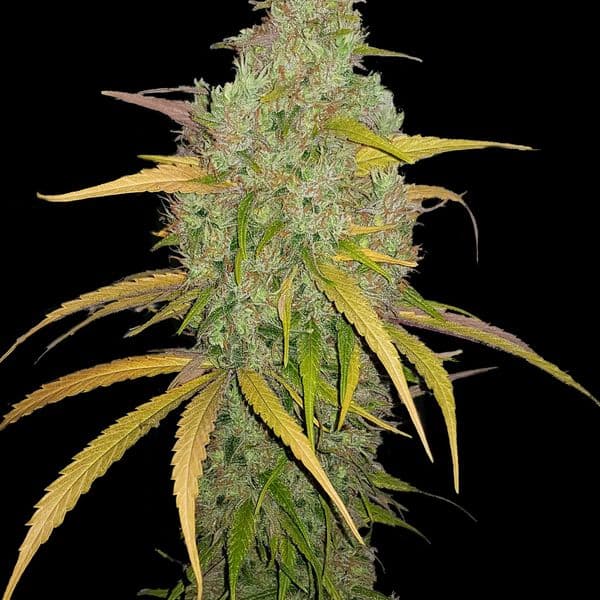 Med. Cannabis