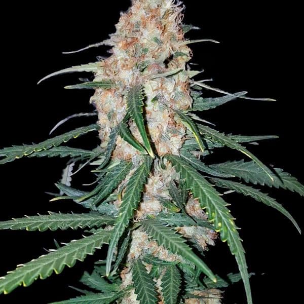Med. Cannabis