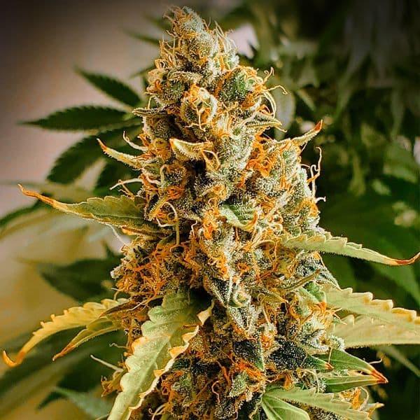 Med. Cannabis