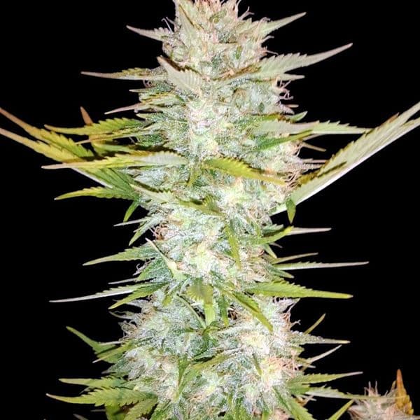 Med. Cannabis