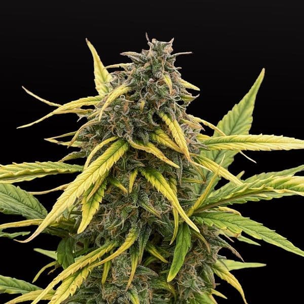 Med. Cannabis