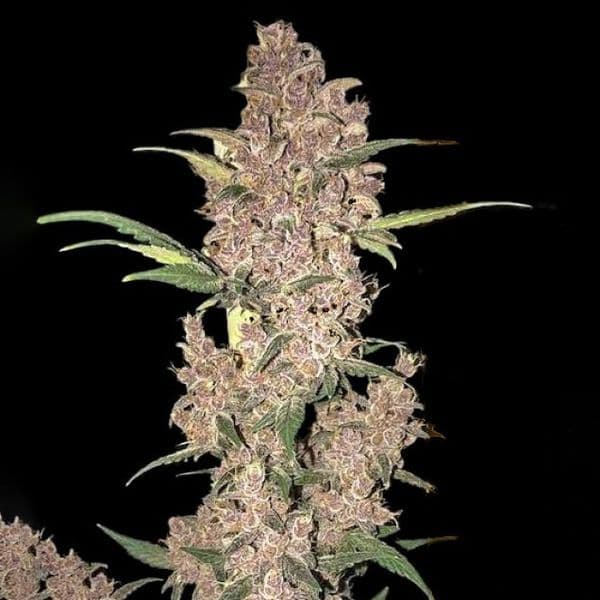Med. Cannabis