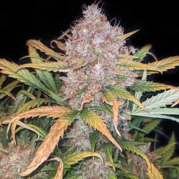 Med. Cannabis