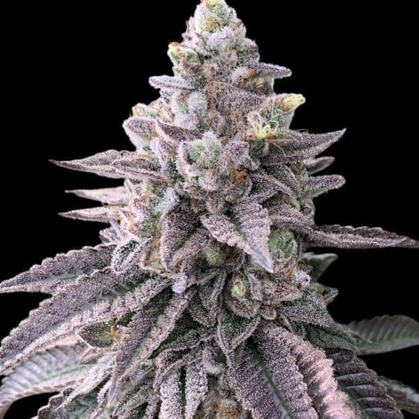 Med. Cannabis
