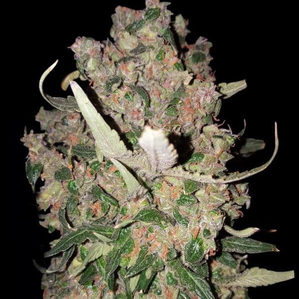 Med. Cannabis