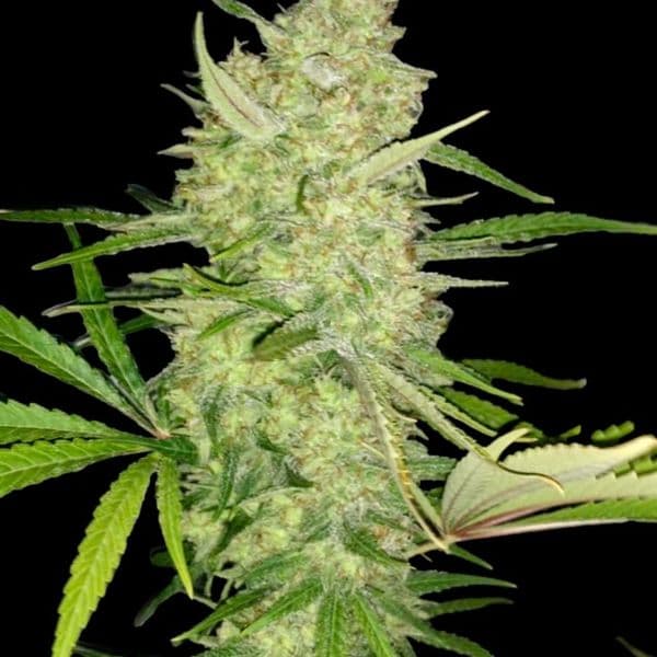 Med. Cannabis