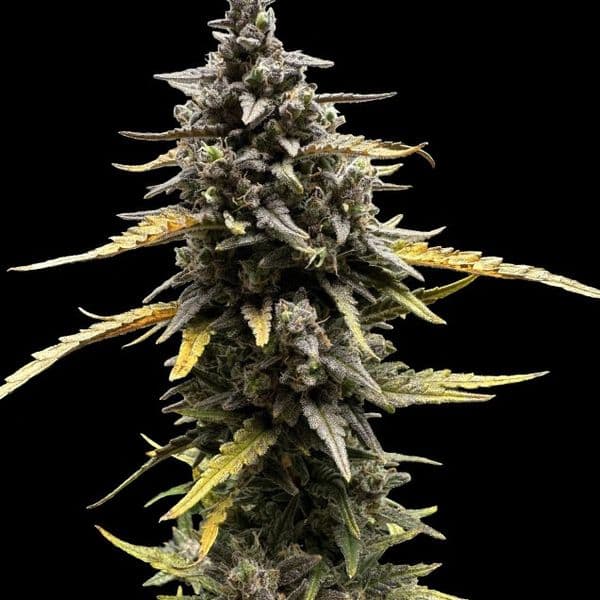 Med. Cannabis