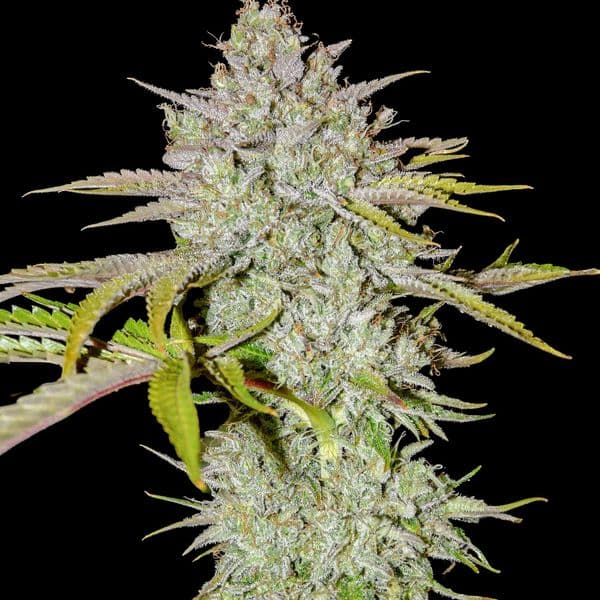 Med. Cannabis