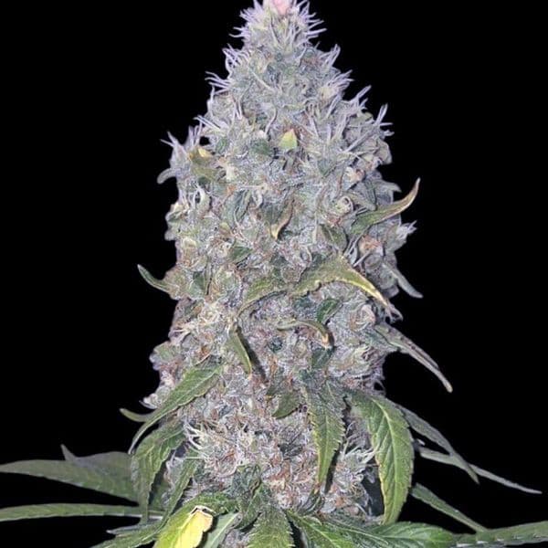 Med. Cannabis