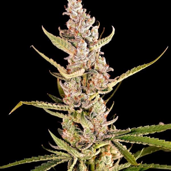 Med. Cannabis