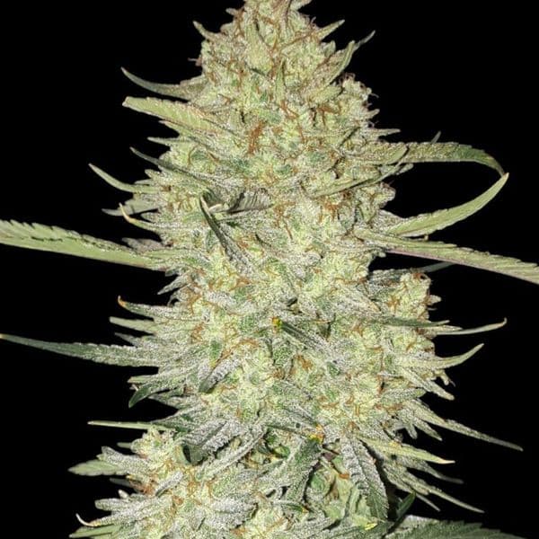 Med. Cannabis