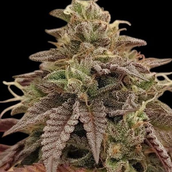 Med. Cannabis