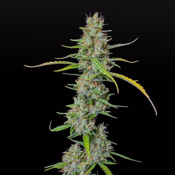 Med. Cannabis