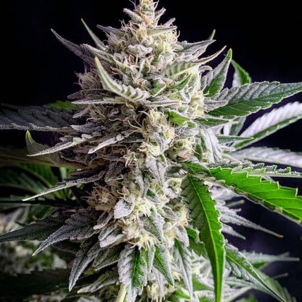 Med. Cannabis