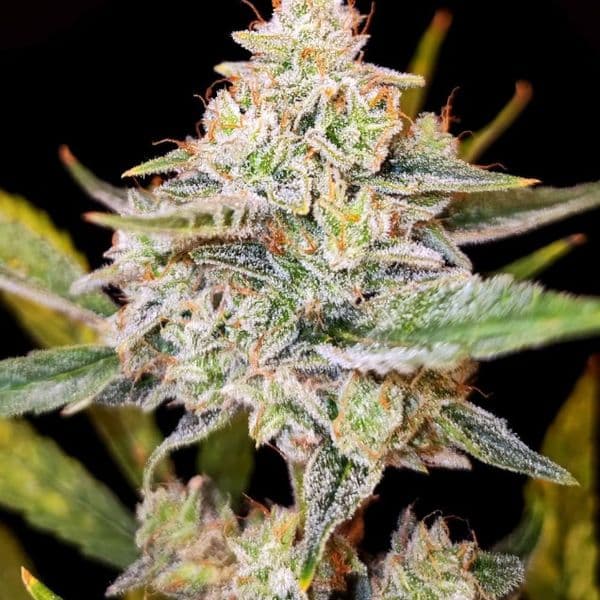 Med. Cannabis