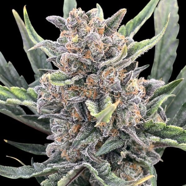 Med. Cannabis