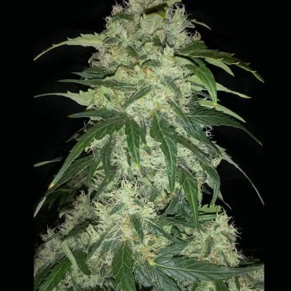 Med. Cannabis