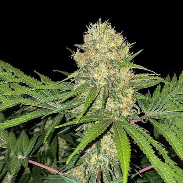 Med. Cannabis