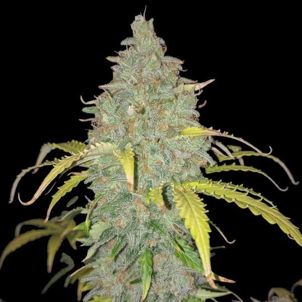 Med. Cannabis