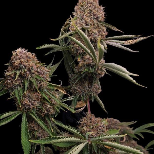Med. Cannabis