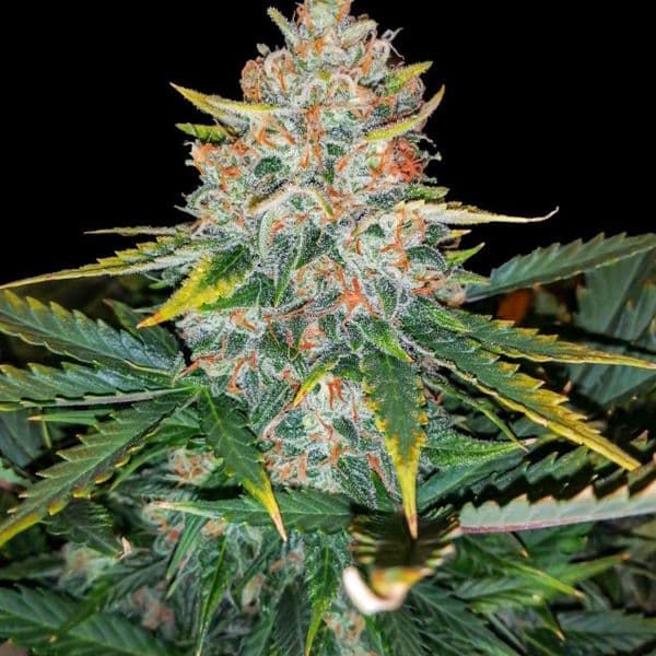 Med. Cannabis