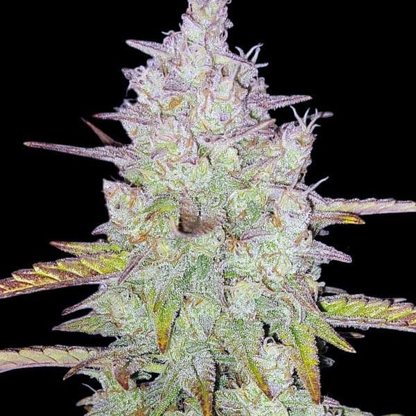 Med. Cannabis