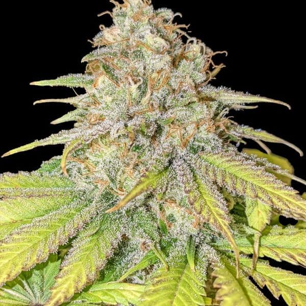 Med. Cannabis