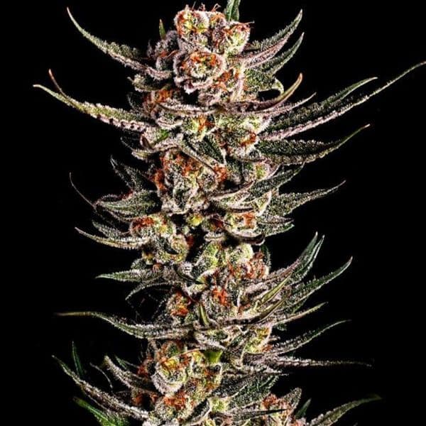 Med. Cannabis