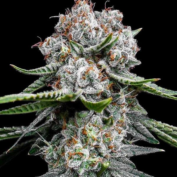 Med. Cannabis