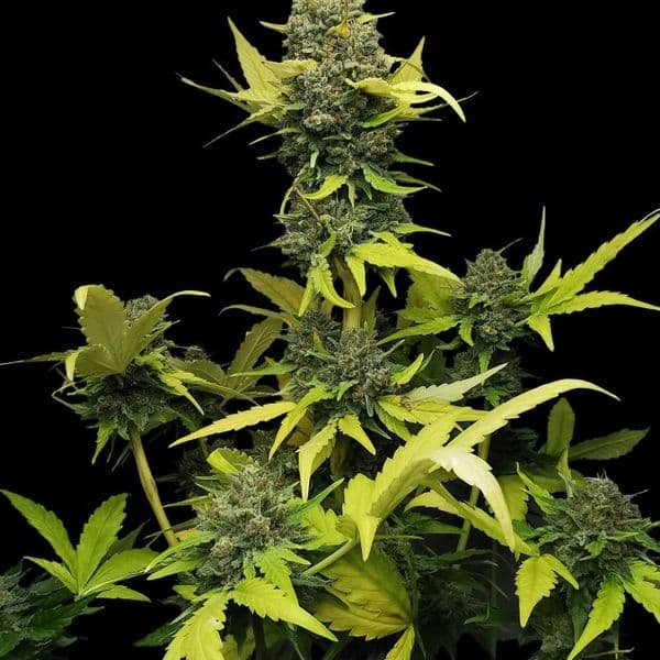 Med. Cannabis