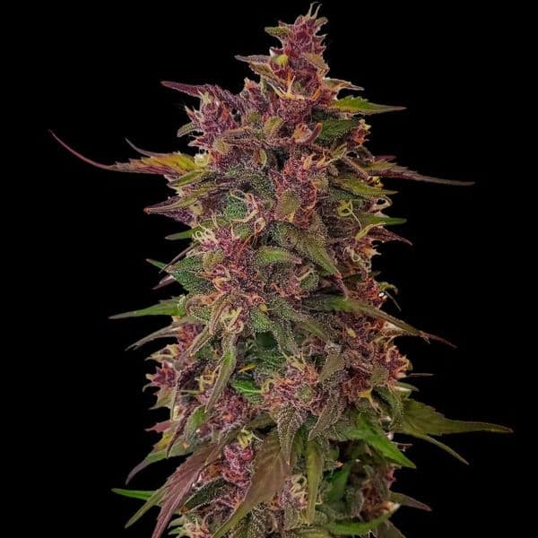 Med. Cannabis