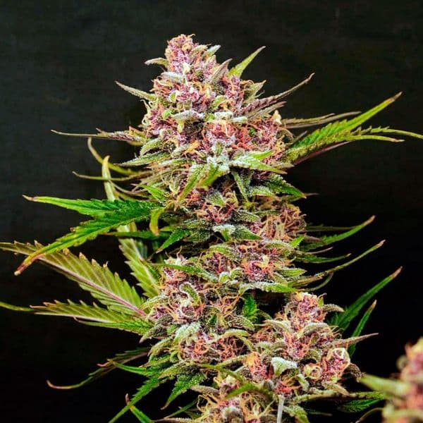 Med. Cannabis