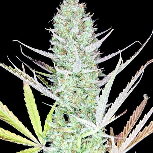 Med. Cannabis