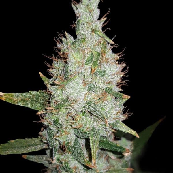 Med. Cannabis