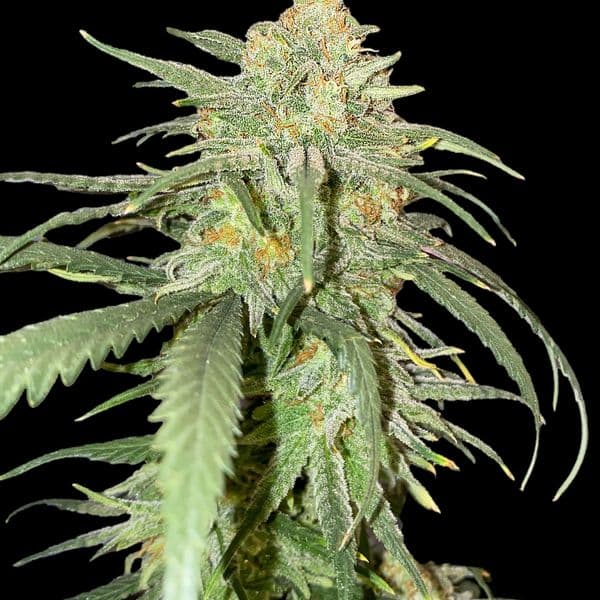 Med. Cannabis