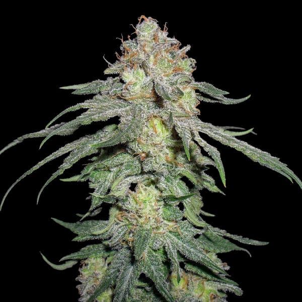 Med. Cannabis