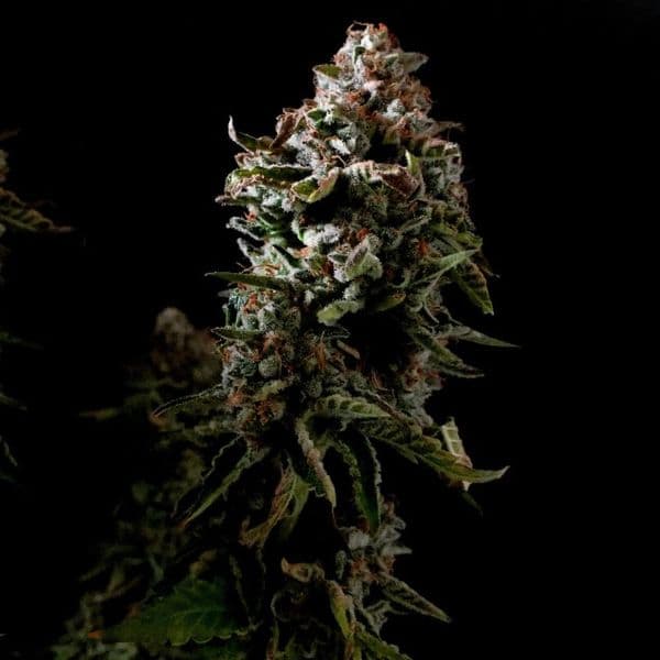 Med. Cannabis
