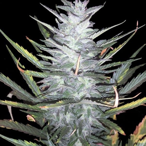 Med. Cannabis