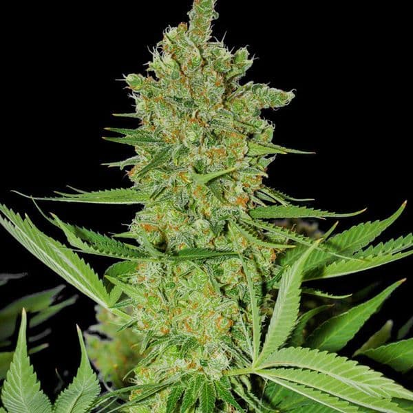 Med. Cannabis