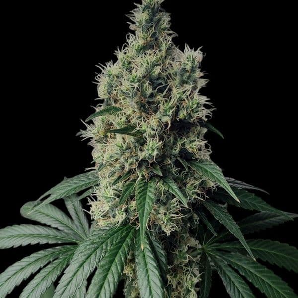 Med. Cannabis