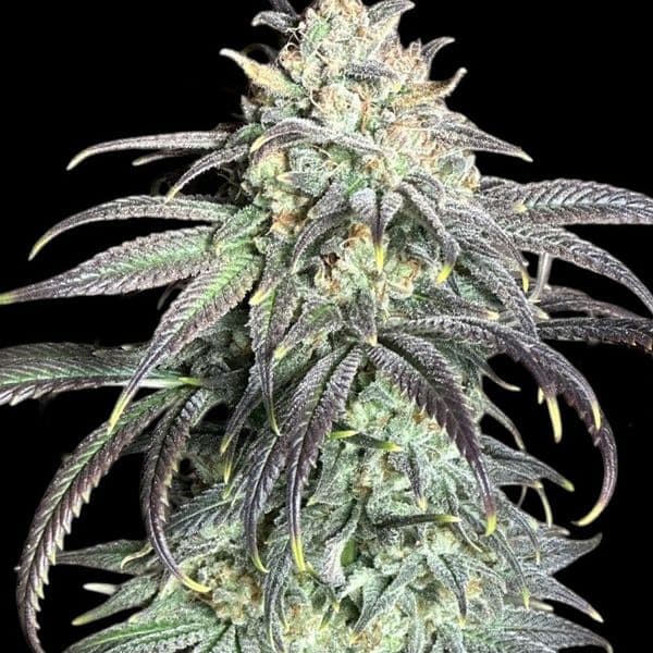Med. Cannabis