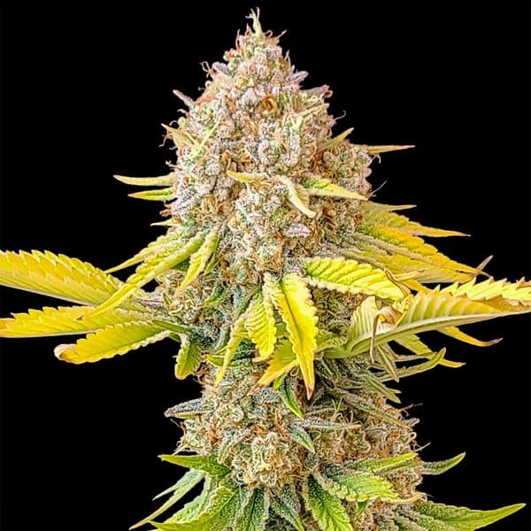 Med. Cannabis