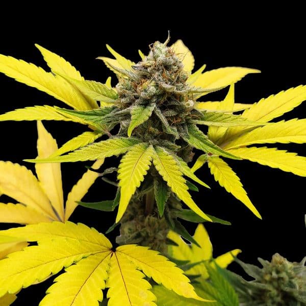 Med. Cannabis