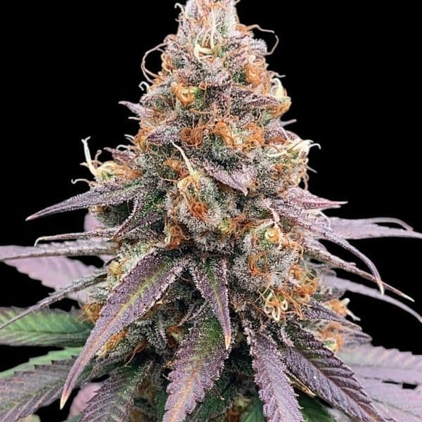 Med. Cannabis