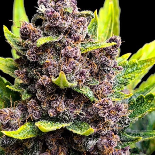 Med. Cannabis
