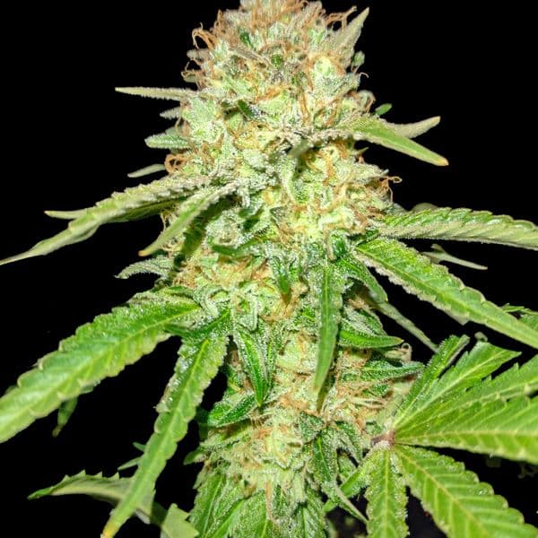 Med. Cannabis