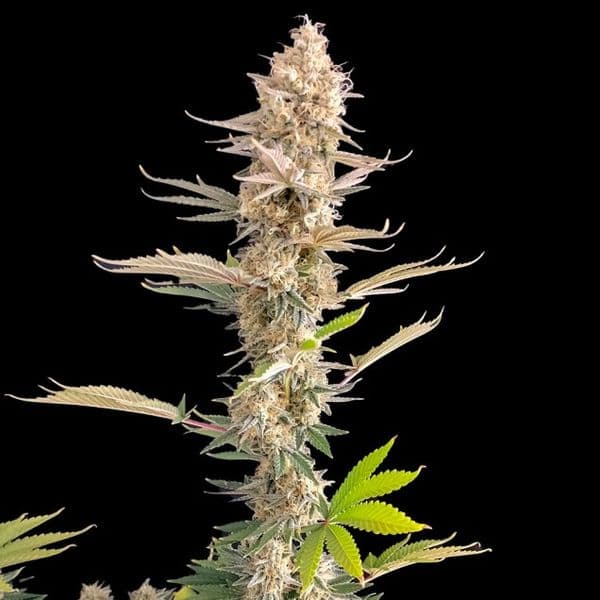 Med. Cannabis