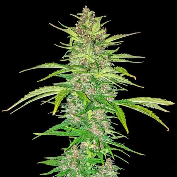 Med. Cannabis