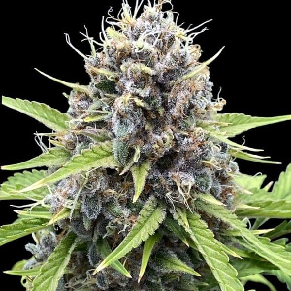 Med. Cannabis